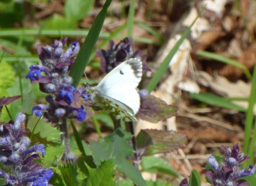 Anthocharis cardamines femmina?  S !